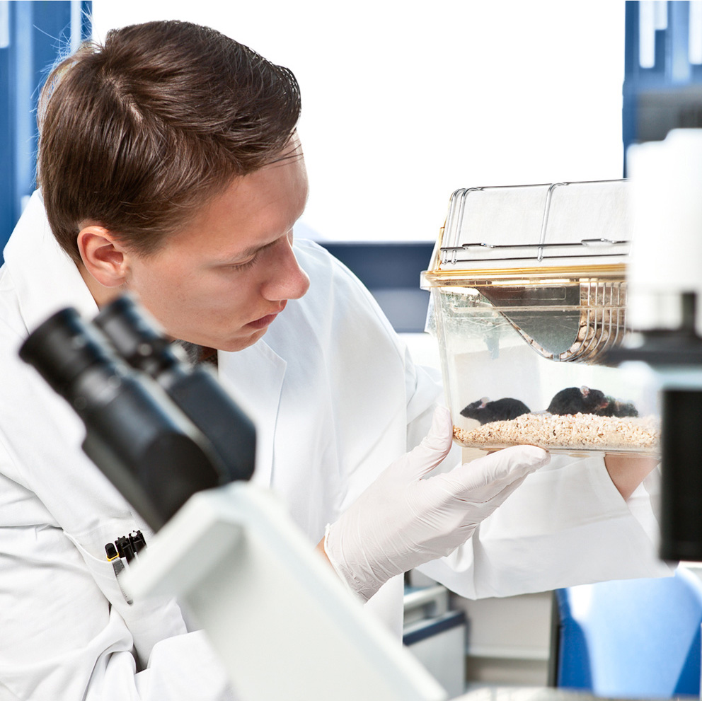 Experimental work with mice - scientist looking at mice in clear container